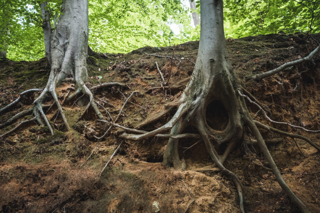 Can Tree Roots Damage Septic Tanks in Upstate SC?